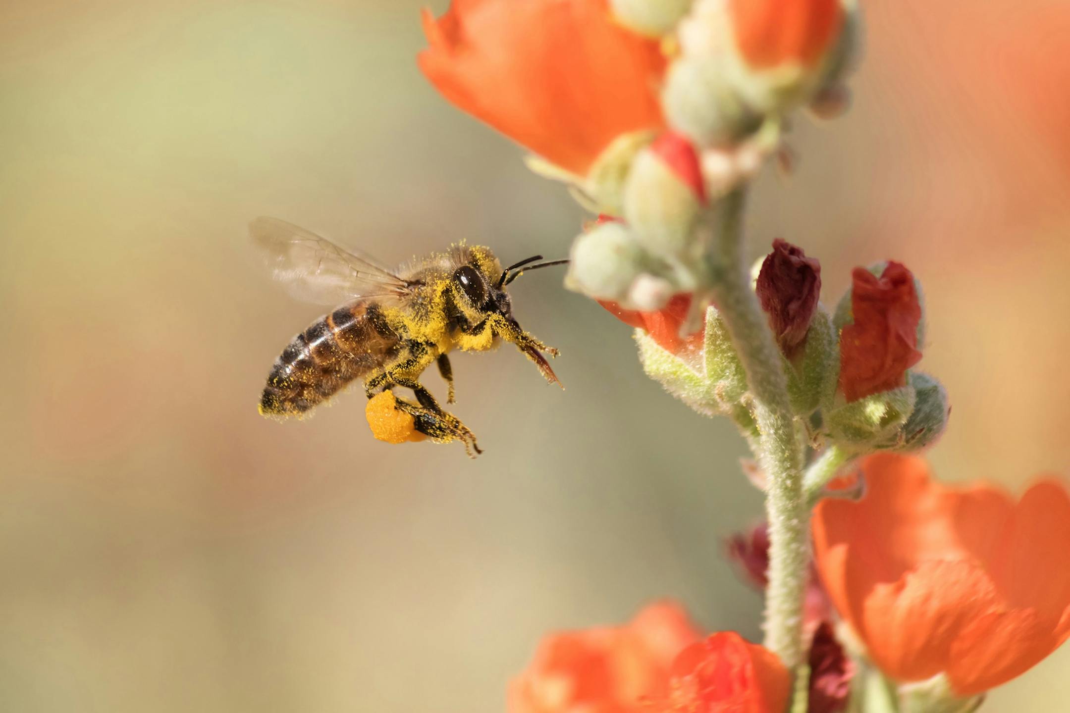 The honeybee's existence is at risk due to neonicotinoids, the author writes.