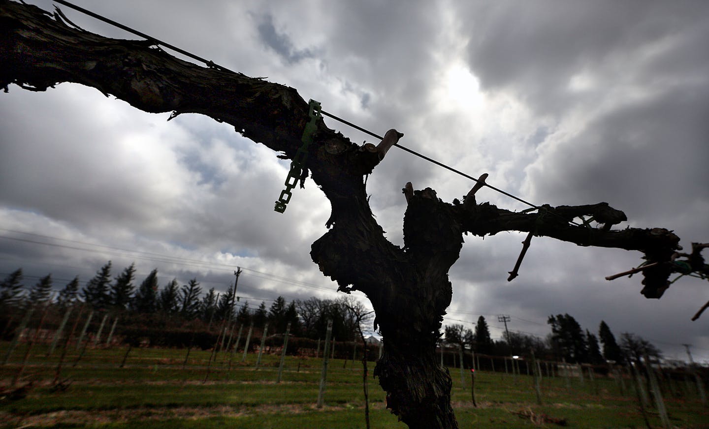 The mother vine of the Itasca variety of grape will bear fruit for another season in the vineyard at the U of Research Station. ] JIM GEHRZ &#xef; james.gehrz@startribune.com / Chaska, MN / April 8, 2016 /11:00 AM &#xf1; BACKGROUND INFORMATION: University of Minnesota's new cold-hardy grape release will make it possible for local growers to produce dry white table wine, heralded as a "breakthrough" for the state's growing wine industry. "It's a game changer," said the head of the U's grape-breed