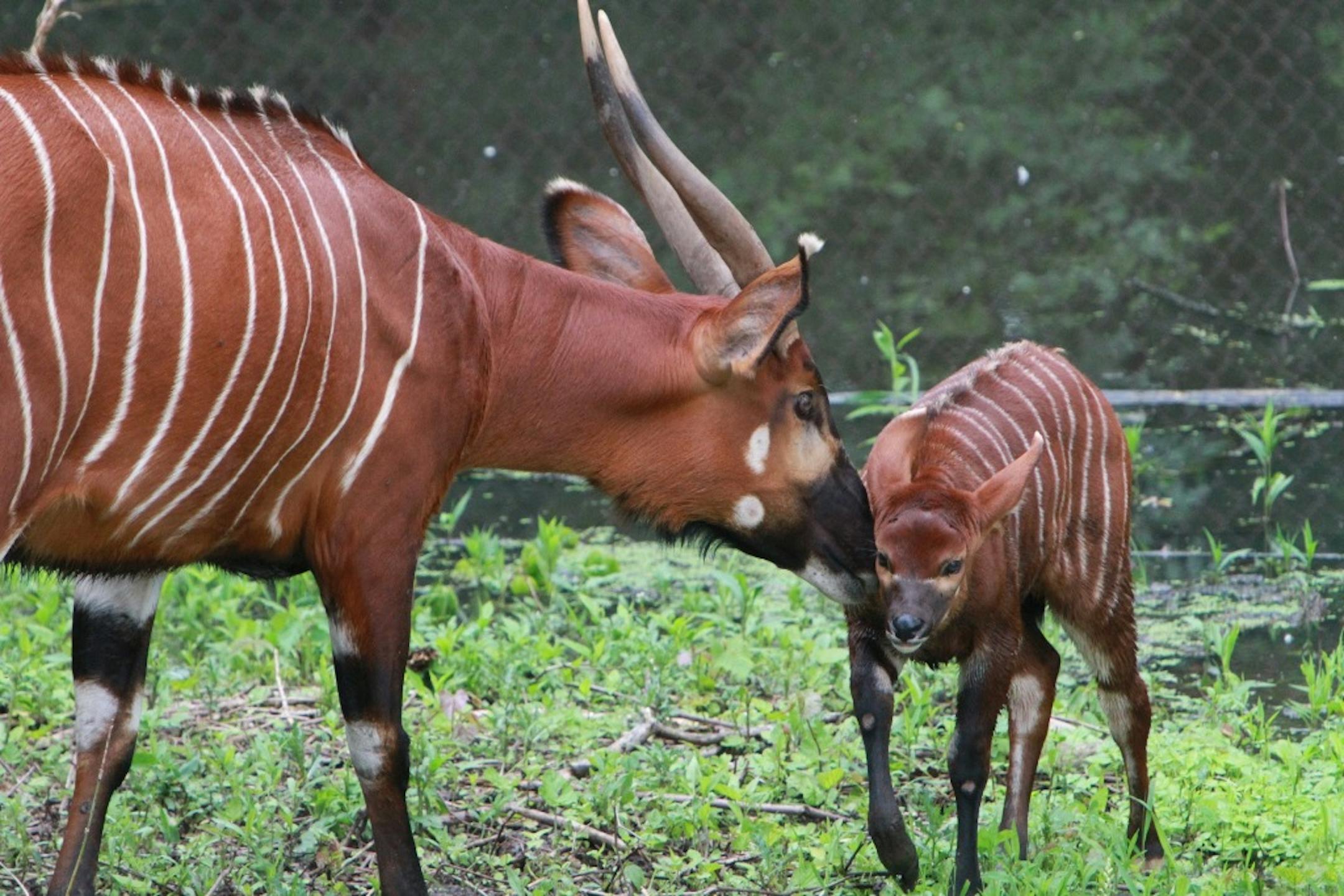 Newborn bongo antelopes at the Minnesota Zoo