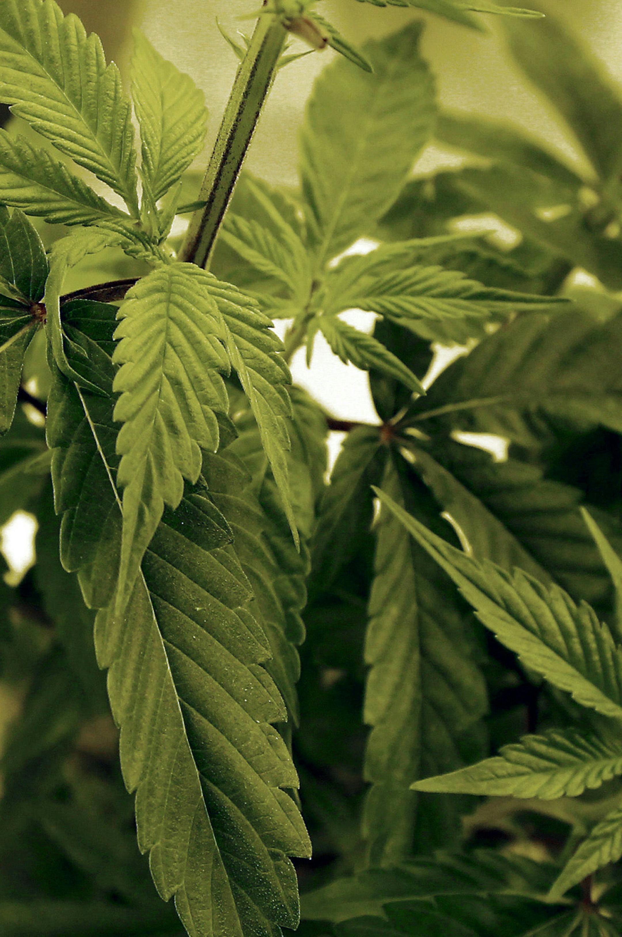 FILE - In this June 17, 2015 file photo, medical marijuana plants grow at LifeLine Labs in Cottage Grove, Minn. Two of the most prominent Democratic leaders planning a push for legalizing recreational marijuana acknowledge it probably won't pass in 2020, it might not even get a House floor vote, but they plan to get the discussion going in committee. (AP Photo/Jim Mone, File)