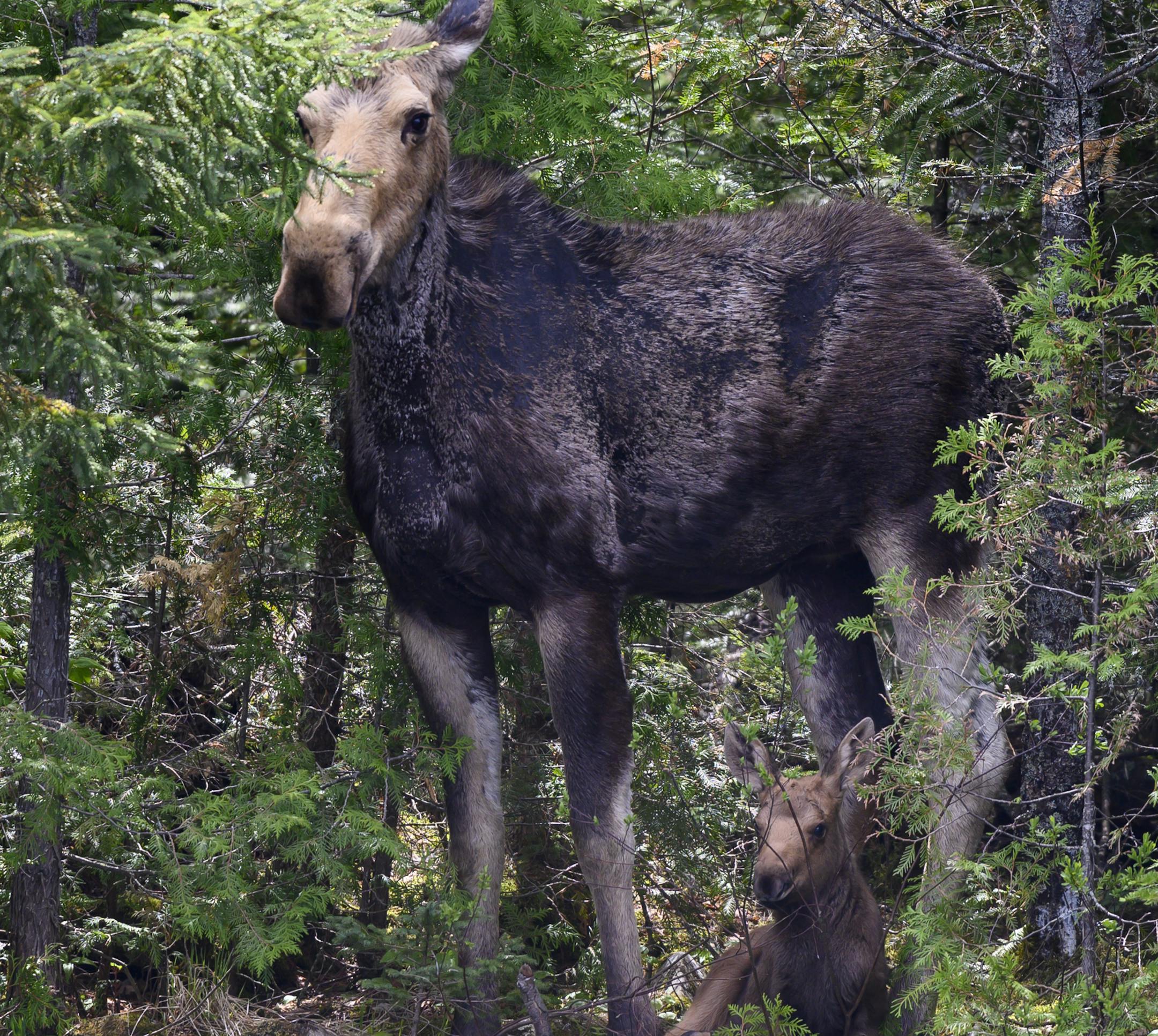 A moose and its calf in the Boundary Waters wilderness.
