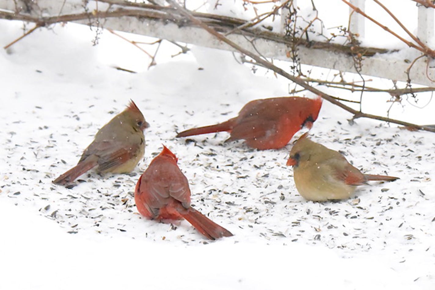 Two pairs of Northern cardinals (two male-female pairs) feed on seed on snowy ground.