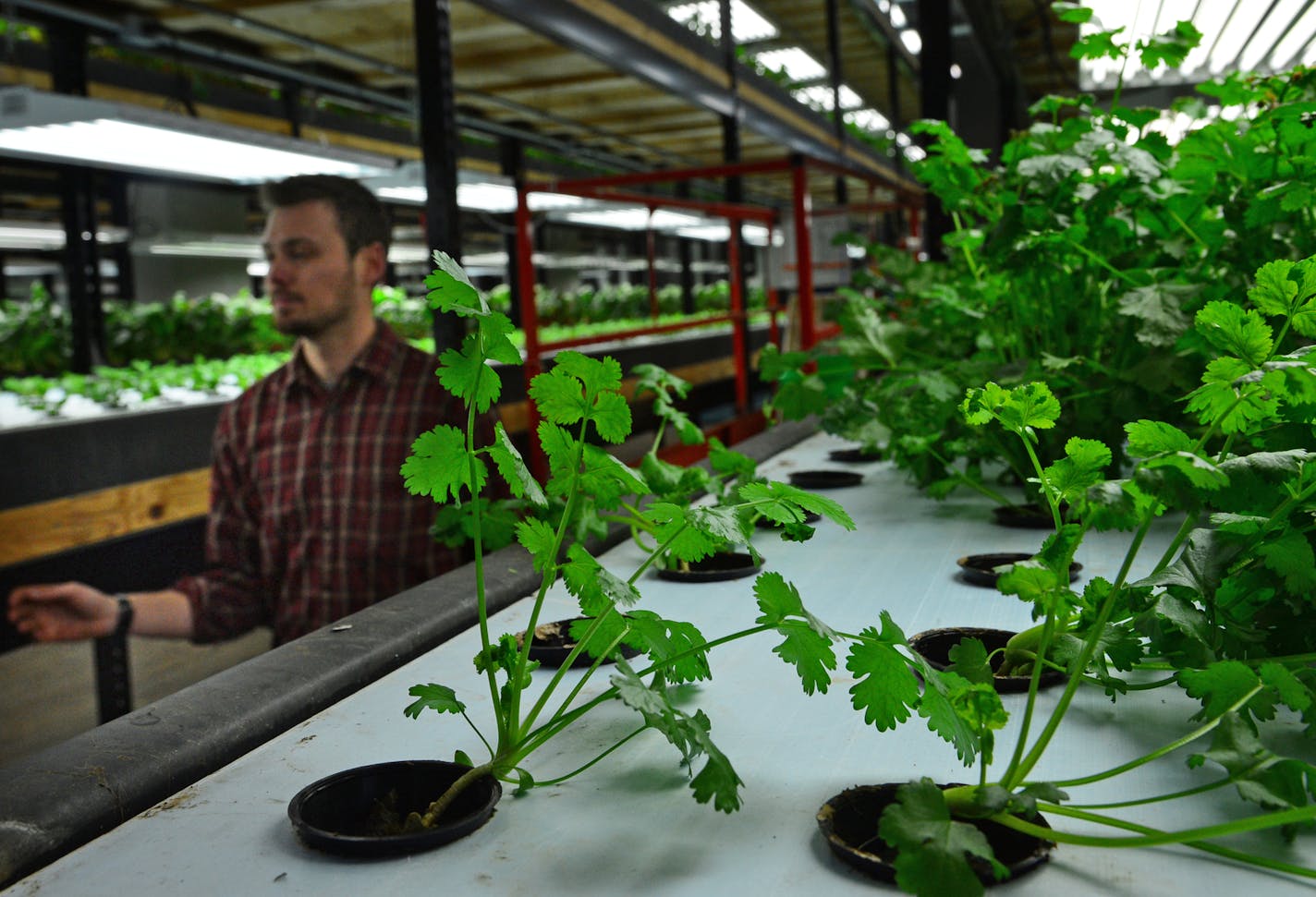 Jason Hagemeier walked past a row of celantro.] The land of sky blue waters is becoming the land of bright green organic vegetables. The Hamm's brewery, built over artesian wells that led to the company's iconic motto, has been repurposed as an aquaponic facility called Urban Organics that is using the water to grow fish and vegetables. Richard.Sennott@startribune.com Richard Sennott/Star Tribune St Paul Minn.Wednesday 4/2/2014) ** (cq)