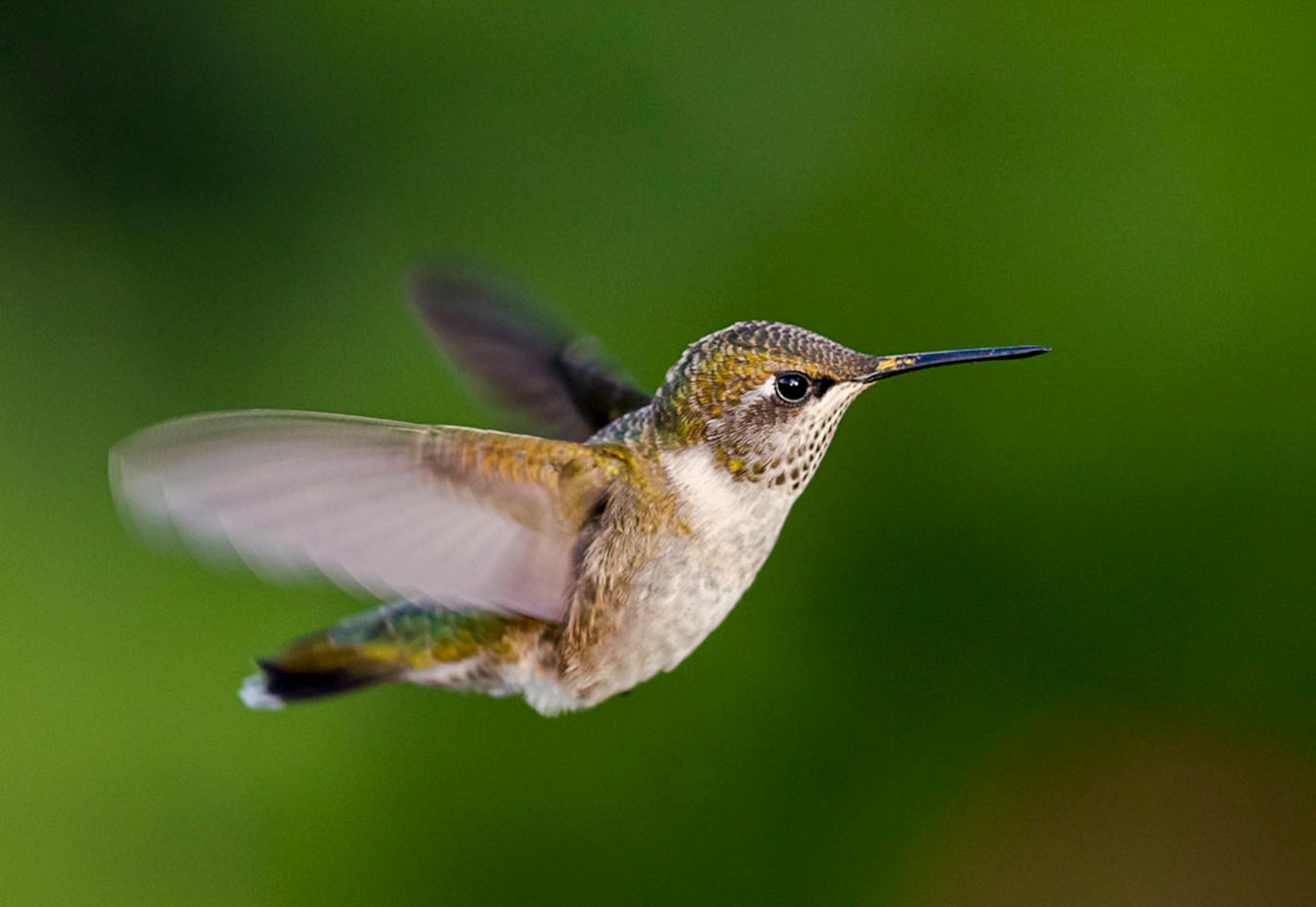 Longfellow Gardens, with its varied perennials and annuals attract Hummingbird. Photo by Joe Fierst