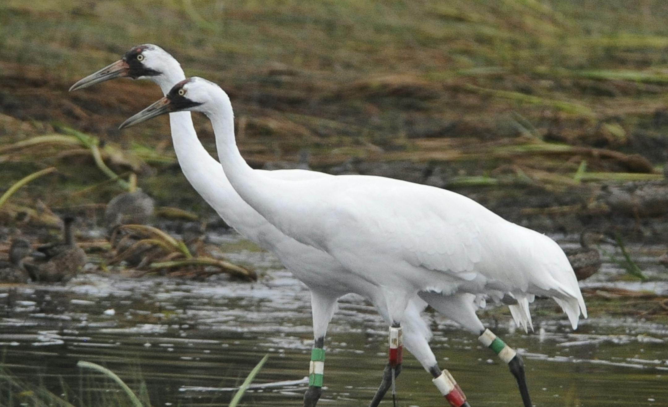 Whooping Cranes photographed in mid-September near Goose Pond at Necedah National Wildlife Refuge.
