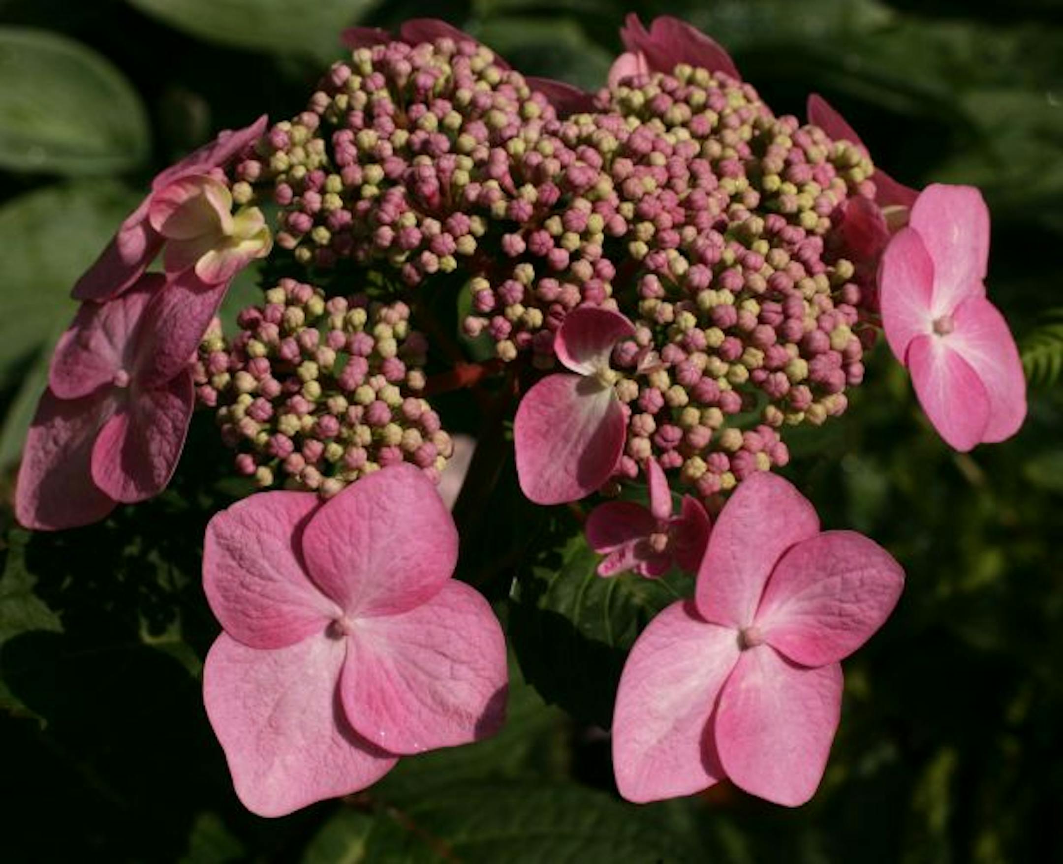 Connie Young has been tending the front and back yard cottage style gardens of her Bloomington home for 20 years.