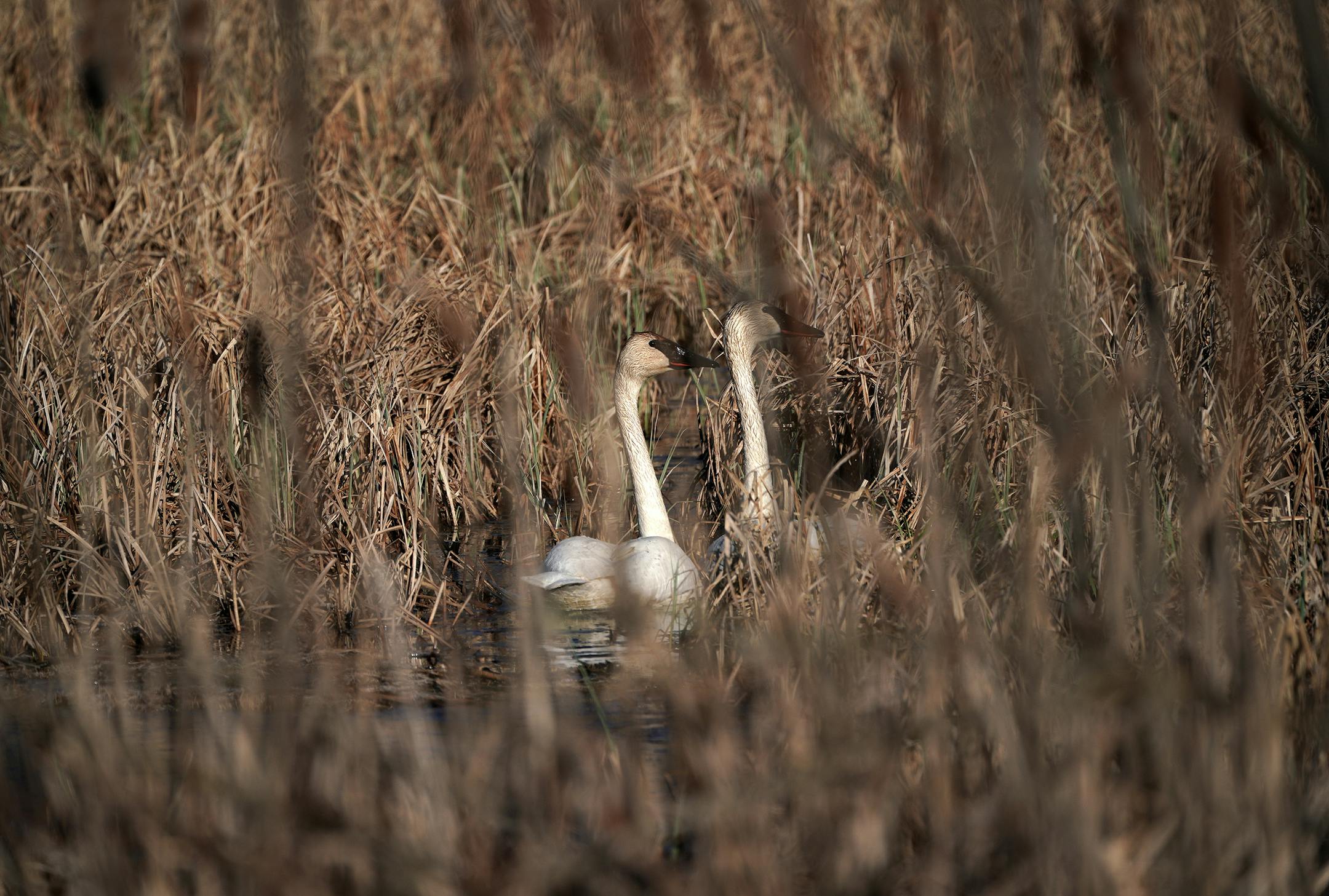 Two trumpeter swans -- maybe near a nesting site? -- were partly hidden in a backwater Tuesday at Wild River State Park.