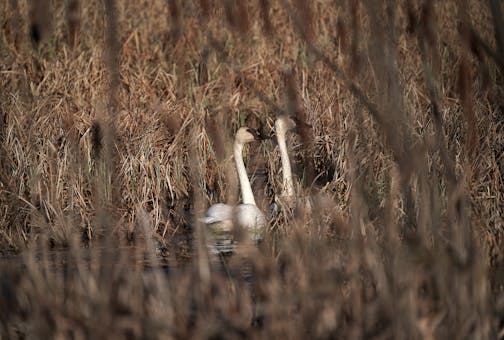 Two trumpeter swans -- maybe near a nesting site? -- were partly hidden in a backwater Tuesday at Wild River State Park.