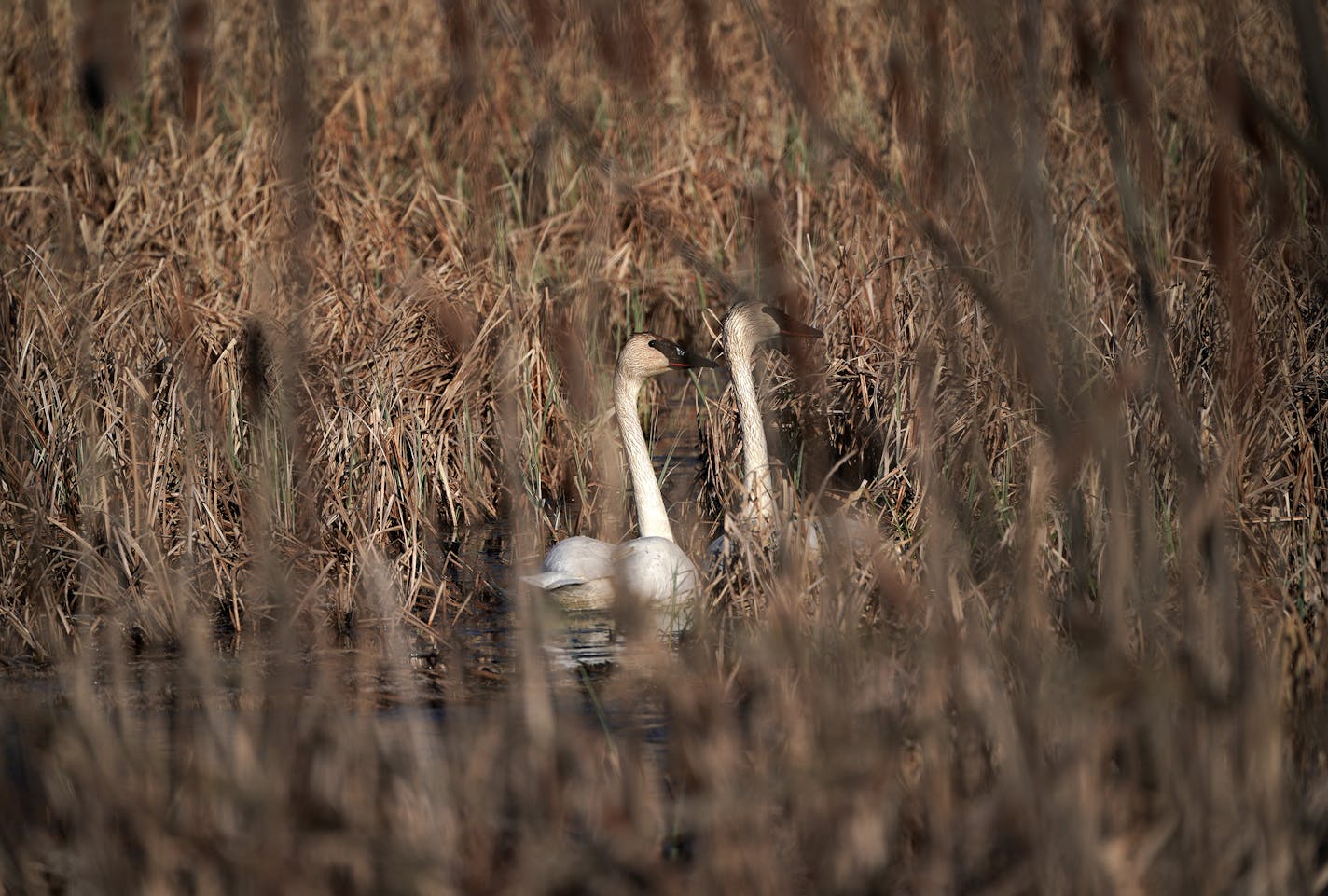 Two trumpeter swans -- maybe near a nesting site? -- were partly hidden in a backwater Tuesday at Wild River State Park.