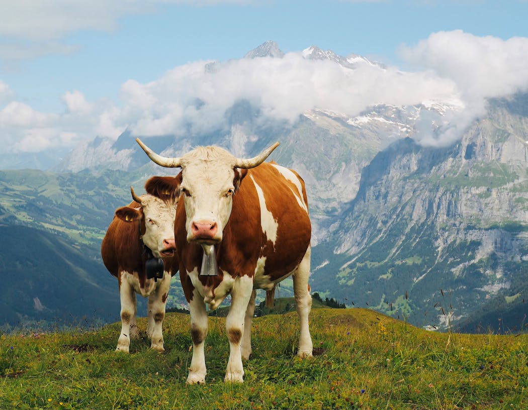 Cows in Grindelwald, Switzerland. 