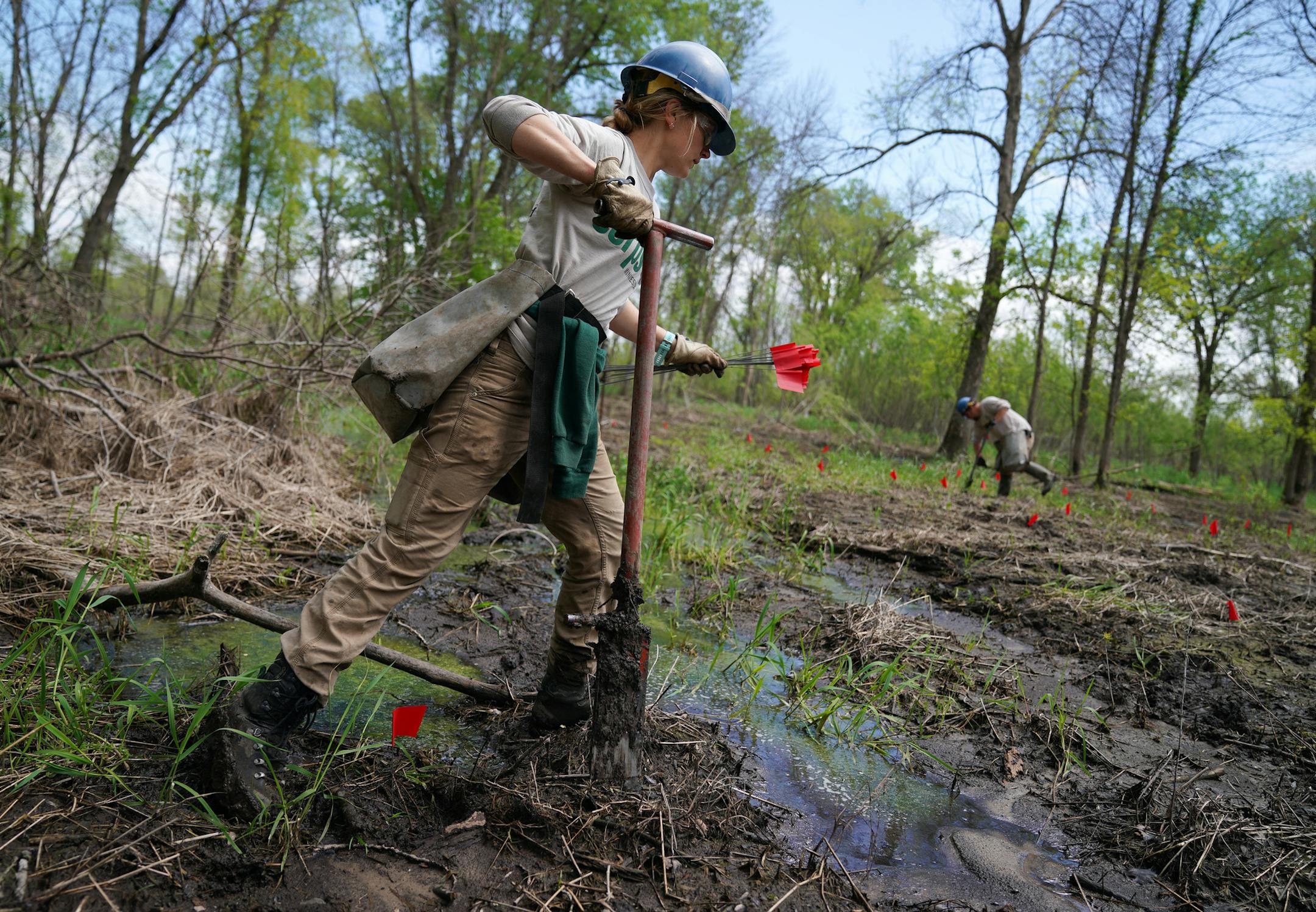 Conservation Corps volunteer Sarah Curran trudged over soggy ground as she planted trees. ] ANTHONY SOUFFLE &#x2022; anthony.souffle@startribune.com Conservation Corps volunteers planted hundreds of young trees Wednesday, May 22, 2019 in a Mississippi floodplain on national refuge land in southeast Minnesota. More frequent, severe flooding due to climate change is affecting critical bird habitat in the floodplain forests around the Mississippi River. It's becoming a real challenge to regenerate