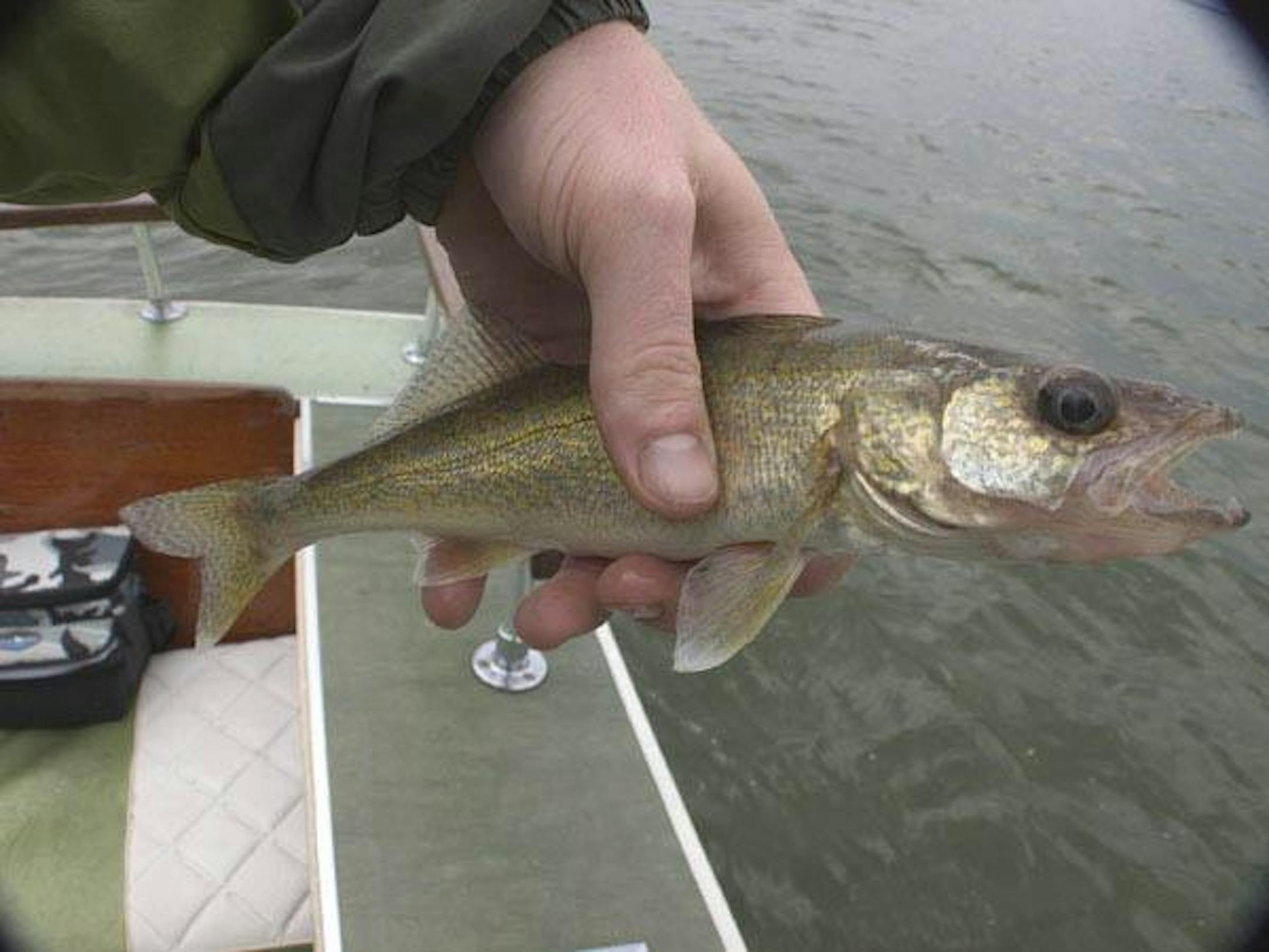 Pool 5A Walleye