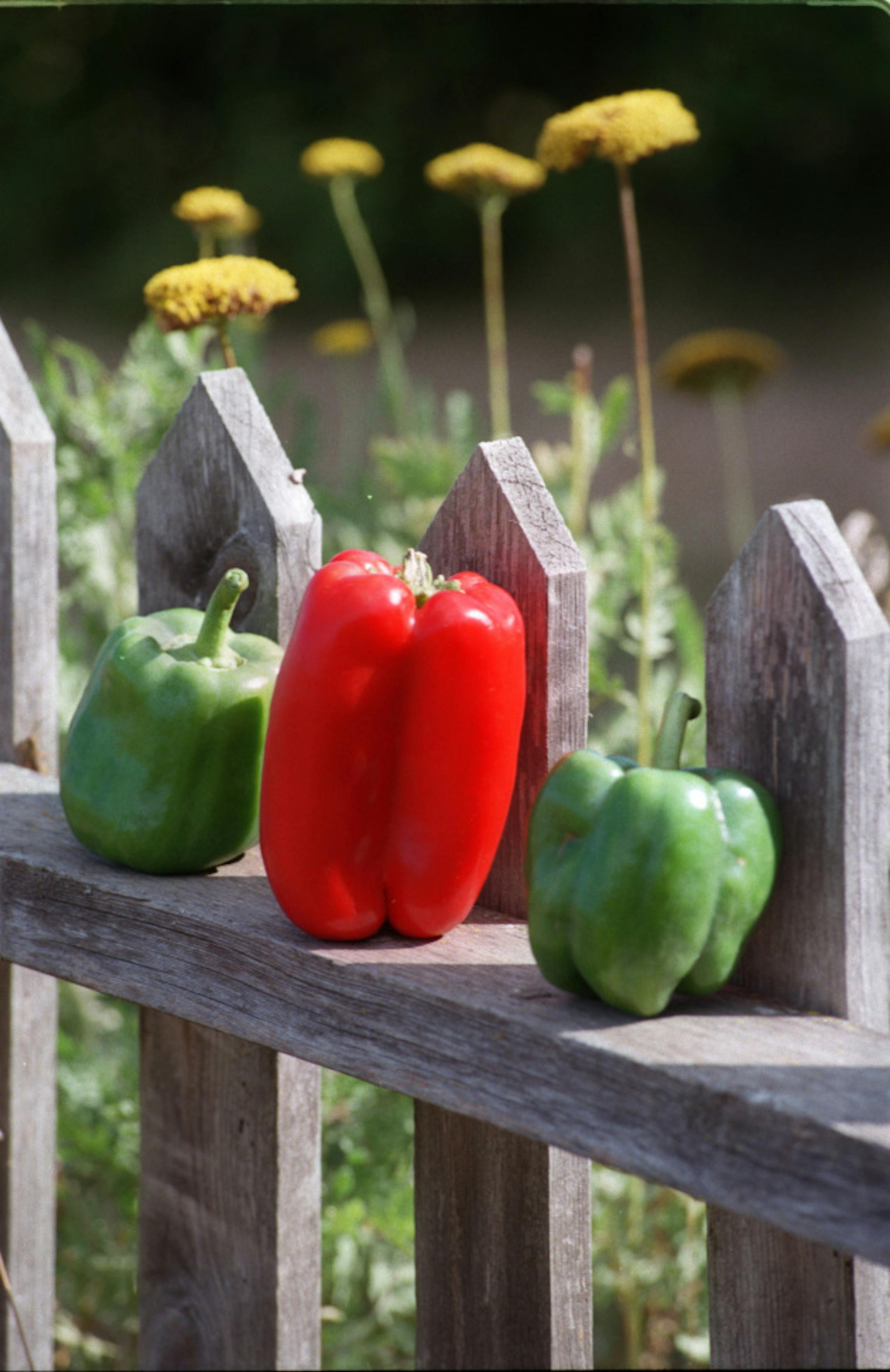 -- Red and green peppers sit on a fence with yarrow in the background