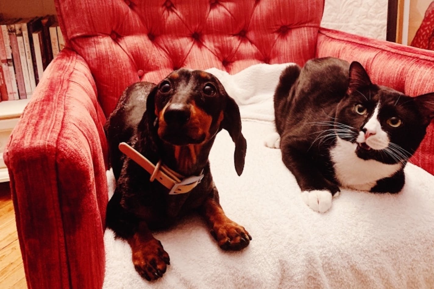 Felix (right) with his friend, Sprout the dog.