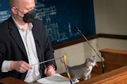 Rep. Mike Freiberg, DFL-Golden Valley, brings a kitten named Pinto up to the podium as he and Sen. Bonnie Westlin, DFL-Plymouth, introduced their bill