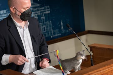 Rep. Mike Freiberg, DFL-Golden Valley, brings a kitten named Pinto up to the podium as he and Sen. Bonnie Westlin, DFL-Plymouth, introduced their bill