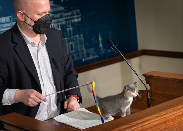 Rep. Mike Freiberg, DFL-Golden Valley, brings a kitten named Pinto up to the podium as he and Sen. Bonnie Westlin, DFL-Plymouth, introduced their bill