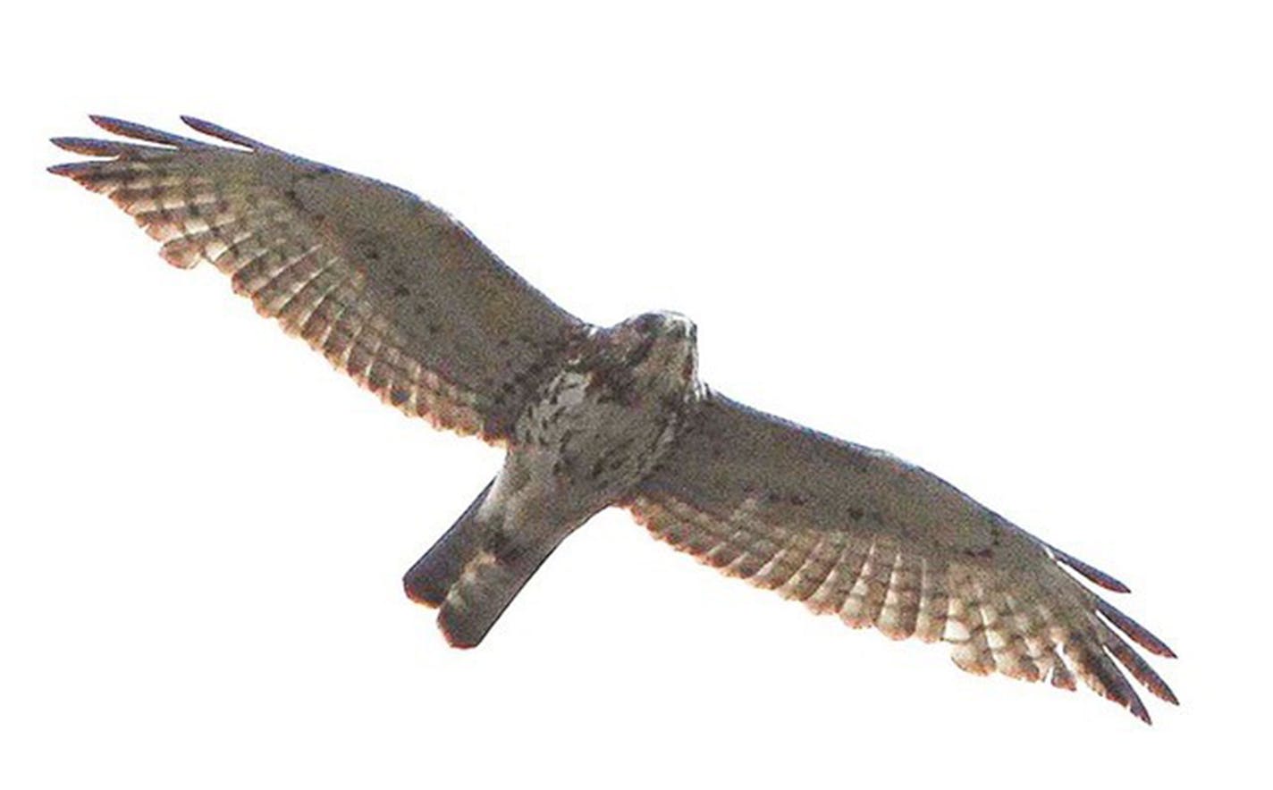 Juvenile broad-winged hawks, like this migrant, could be soaring above Hawk Ridge in Duluth as you read.
photo by Jim Williams