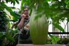 Jamie Yxa, Richfield, observes the corpse flower before it blooms. The corpse flower named ‘Horace’ is beginning to emit a smell like rotting fles