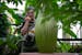 Jamie Yxa, Richfield, observes the corpse flower before it blooms Tuesday afternoon. The corpse flower named "Horace" was beginning to emit a smell li