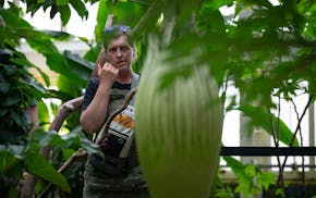 Jamie Yxa, Richfield, observes the corpse flower before it blooms Tuesday afternoon. The corpse flower named "Horace" was beginning to emit a smell li