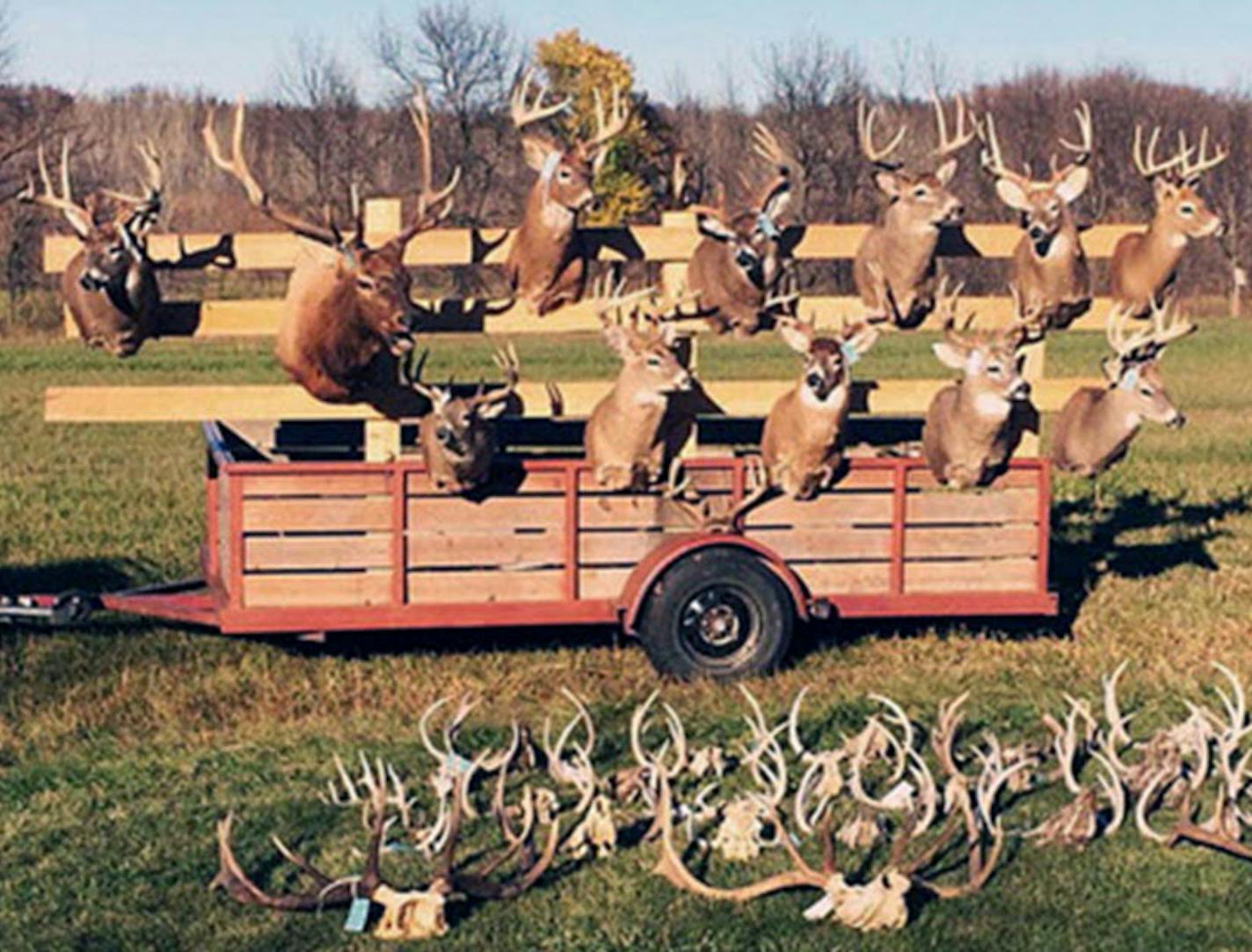 Some of the deer mounts seized in a west-central Minnesota poaching case dating to October 2014. The primary suspect in the case hasn't yet been tried, and his lawyer wants charges against him thrown out. ORG XMIT: MIN1503301558100898