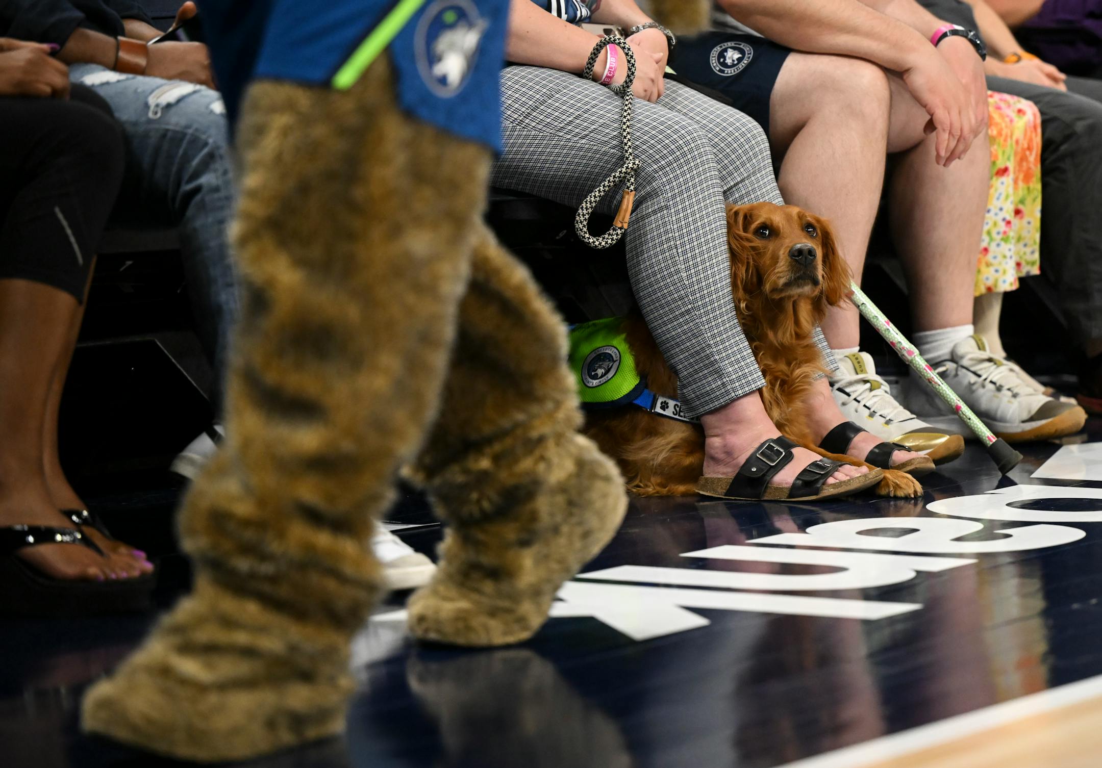 "Nagini," a 5-year old golden retriever and service dog, looks on with suspicion as Lynx mascot, "Prowl," walks along the court during the fourth quarter.