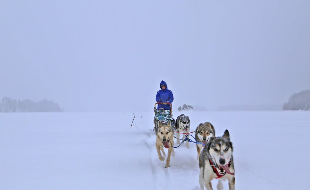 In a virtual whiteout, Shelby McEntyre of Ely guided her dog team on a marked trail into the Boundary Waters Canoe Area Wilderness. With dad Stu, mother Jeanne and brother Spencer, she operates White Wolf Dog Sled Trips.