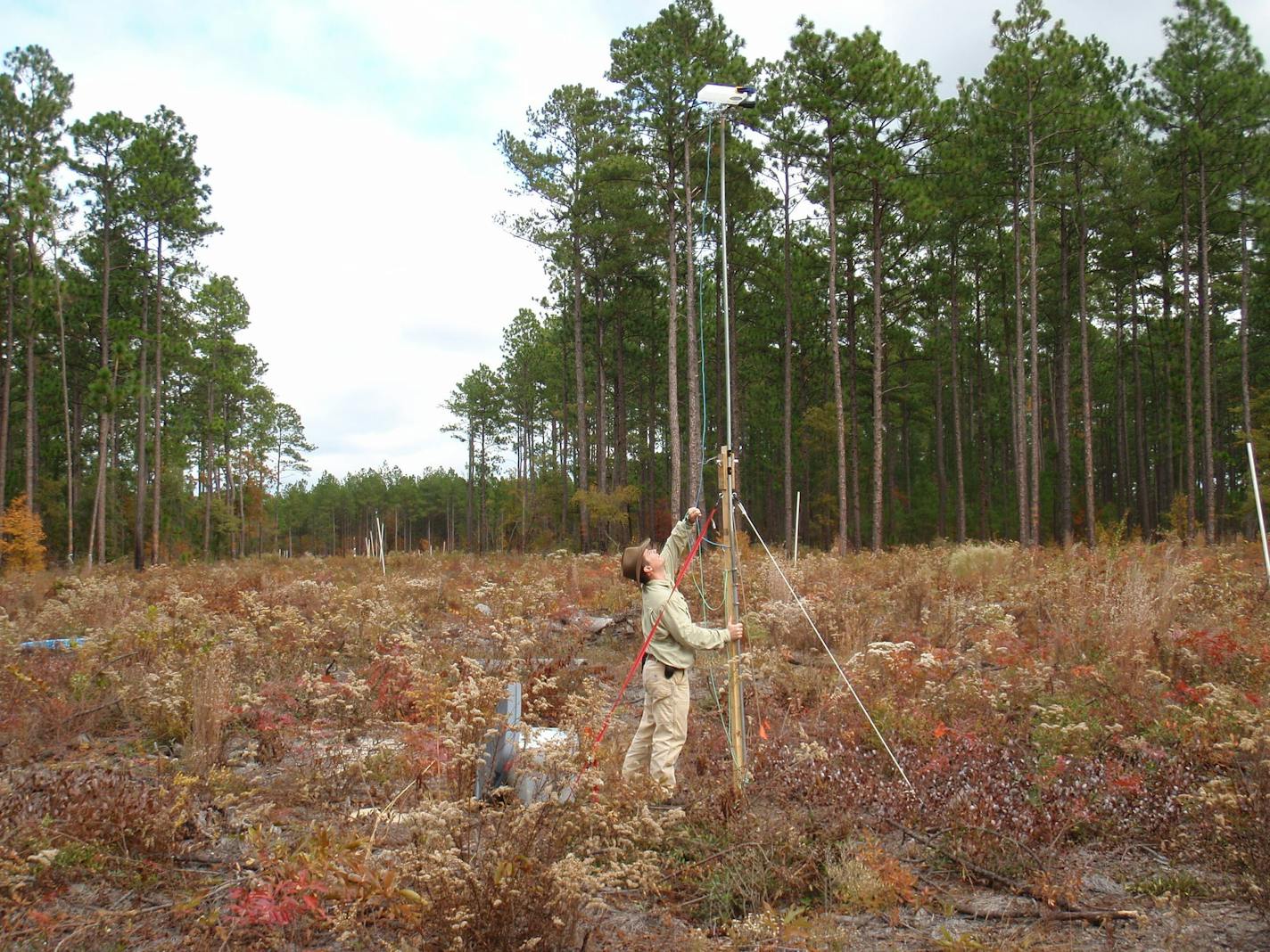 At a conservation corridor experiment in South Carolina, Photo credit: Lars Brudvig University of Wisconsin-Madison postdoctoral researcher Dirk Baker releases artificial seeds that glow in the dark. By retrieving the seeds at night with a black light, Ellen Damschen and colleagues measured and modeled how wind moves seeds through habitats with different shapes and connections.