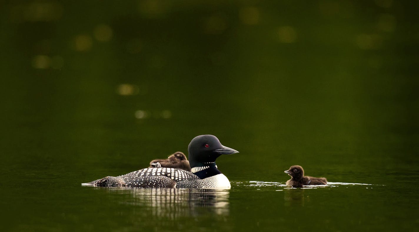 A mother loon and her two babies, cruised the waters of Lake Elora in St. Louis County shortly after they hatched and left their nest. Many loons in Northern Minnesota abandoned their nests earlier in the spring because of swarming black flies, and had to re-nest. This late hatch will result in a race with the clock to mature enough to fly south starting in early October. ] BRIAN PETERSON &#xef; brian.peterson@startribune.com Cotton, MN 07/07/2014 ORG XMIT: MIN1407071202551298