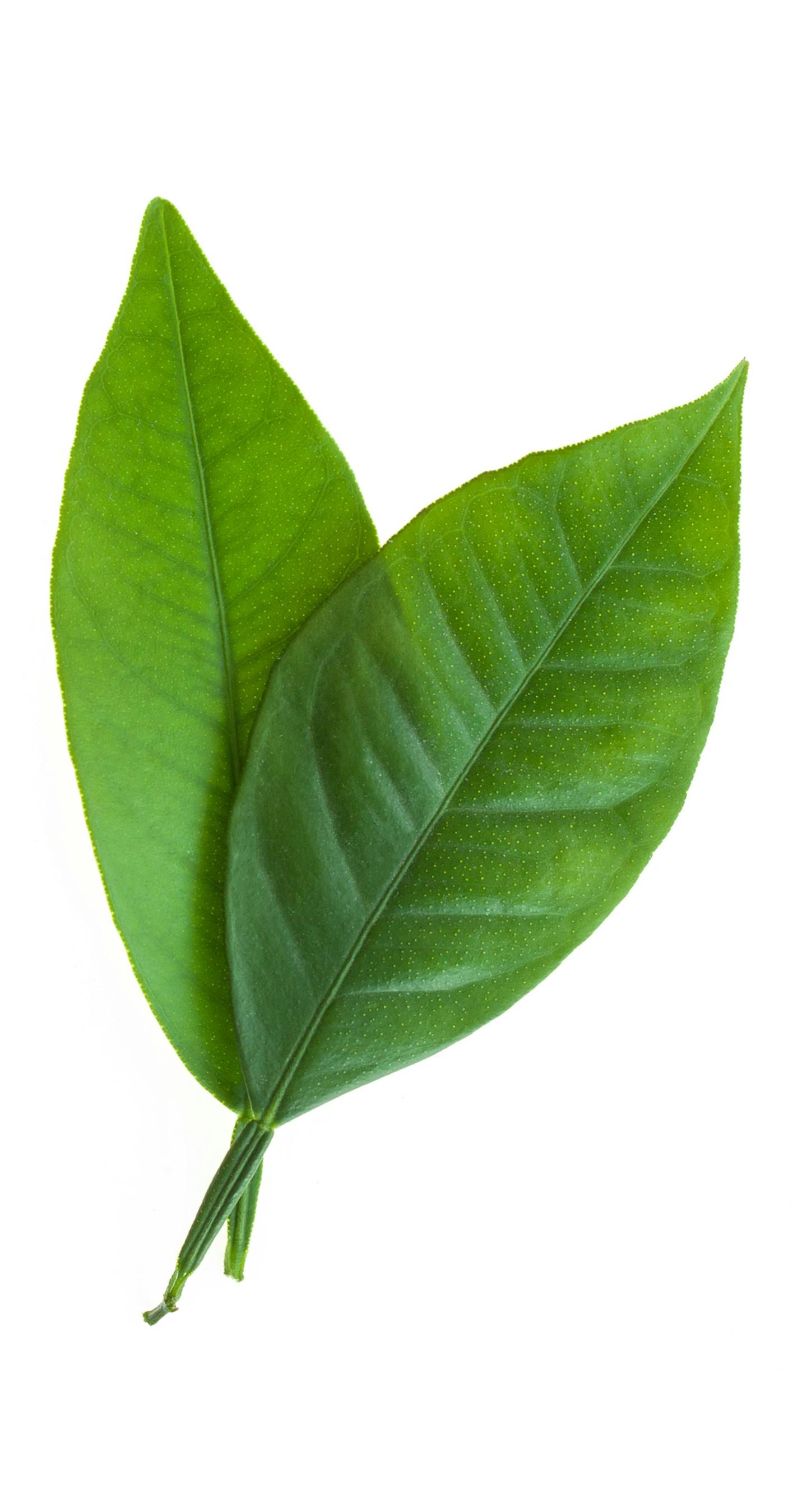 Citrus leaves isolated on white background. Collection of fruit leaves