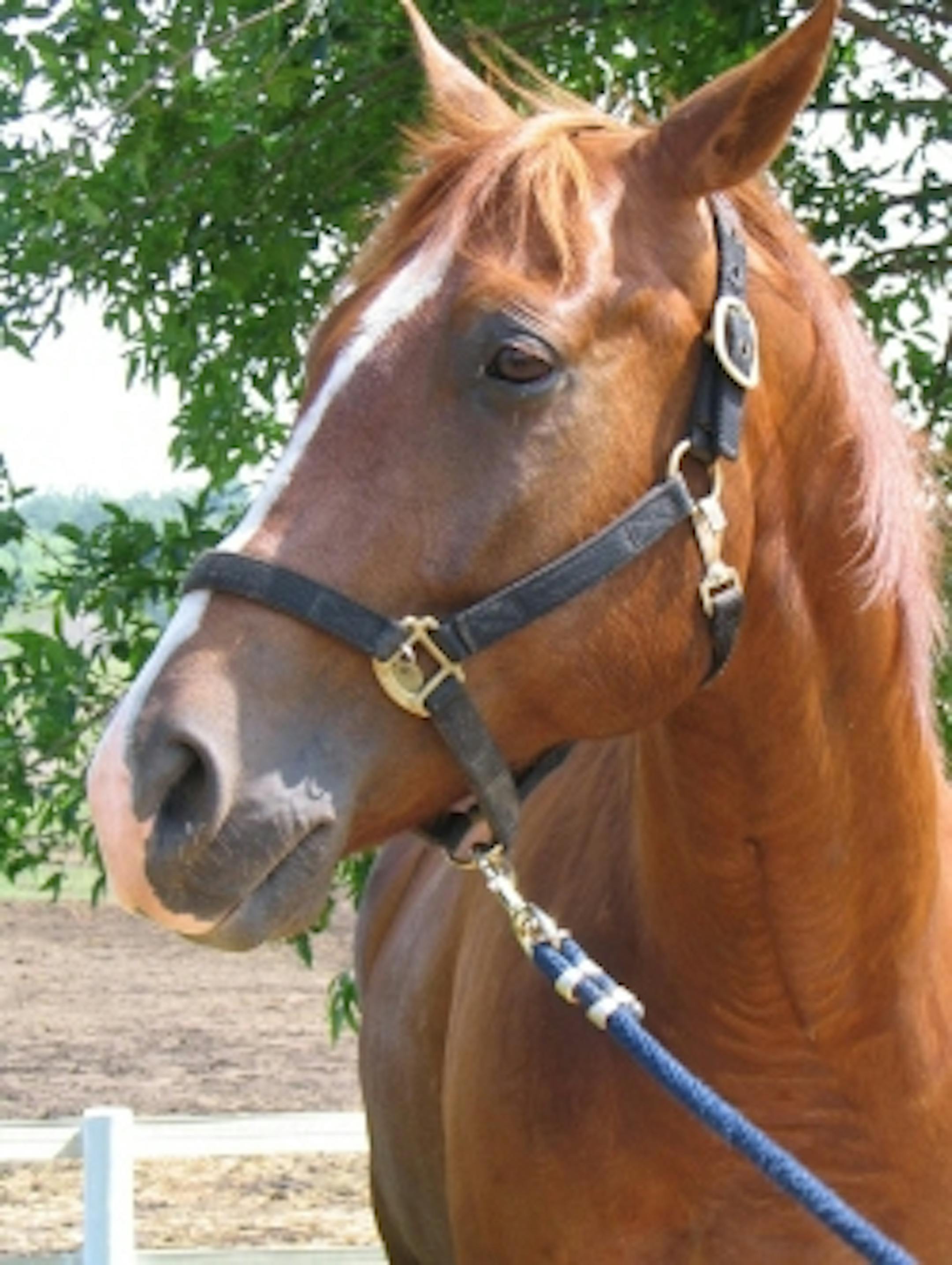 Wrangler is retiring from the Minneapolis Police Department
