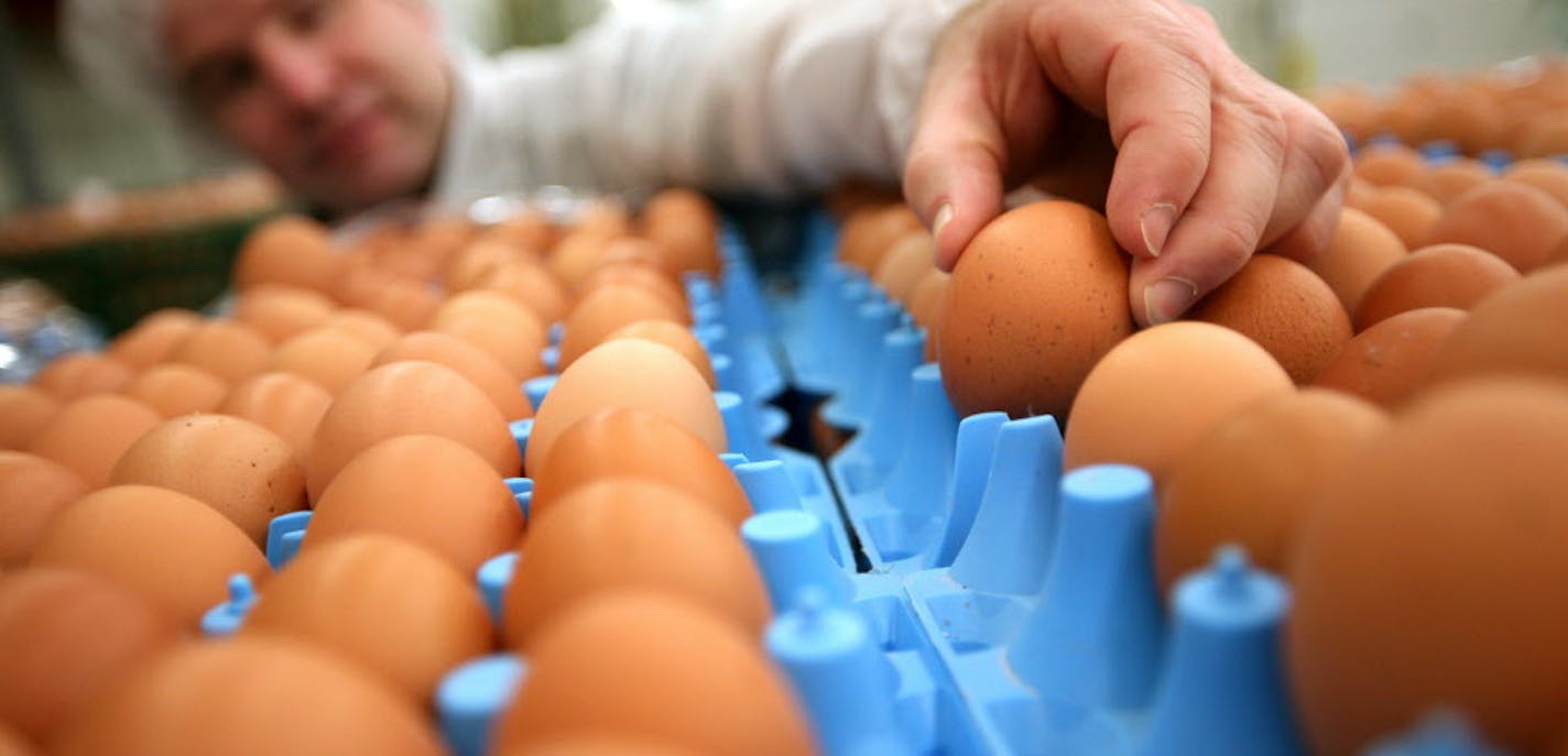 Larry Schultz of Larry Schultz Organic Farm in Owatonna stands amidst his eggs that await cleaning and packaging at a candle and grading facility near his farm May 23, 2013. (Courtney Perry/Special to the Star Tribune)