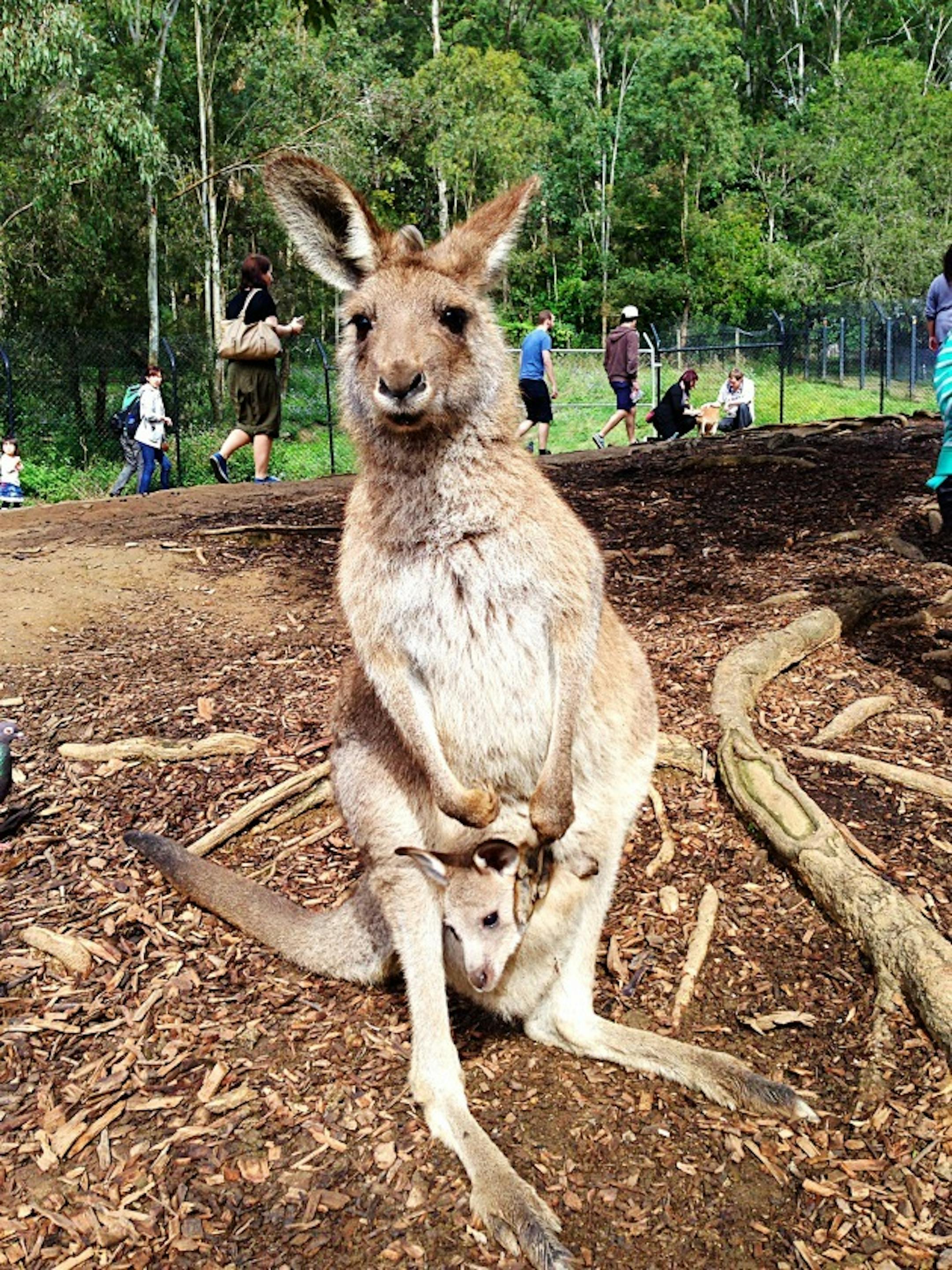 Mother Kangaroo with Joey at Currumbin