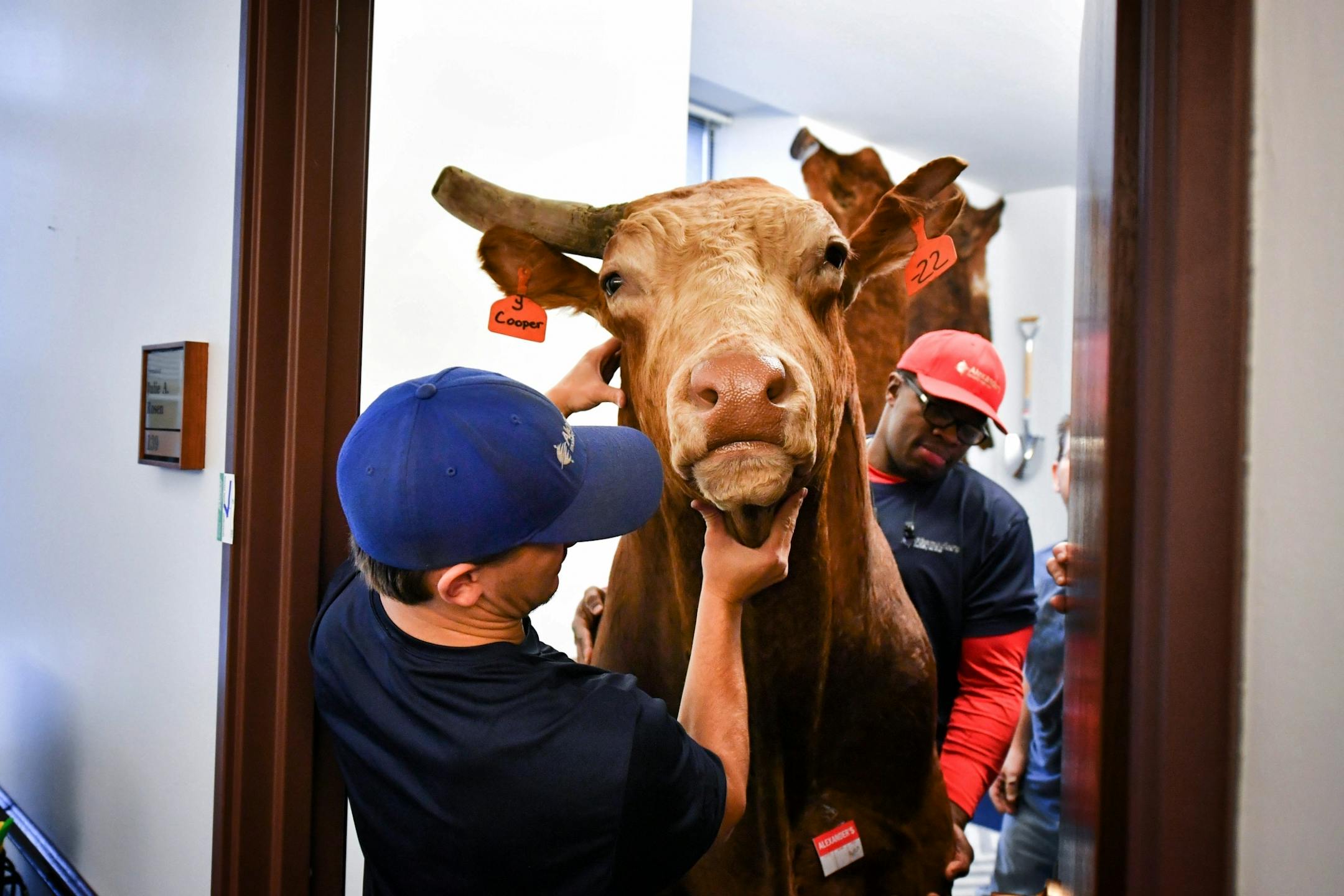 Republican Senator Julie Rosen's mounted bull Cooper was very gently removed from her office in the state Office Building and carefully wrapped for the trip across the street to her new office in the Senate Office Building. The movers from Alexander's Mobility Services are Tyler Nowak, left and Michael Scott, right.