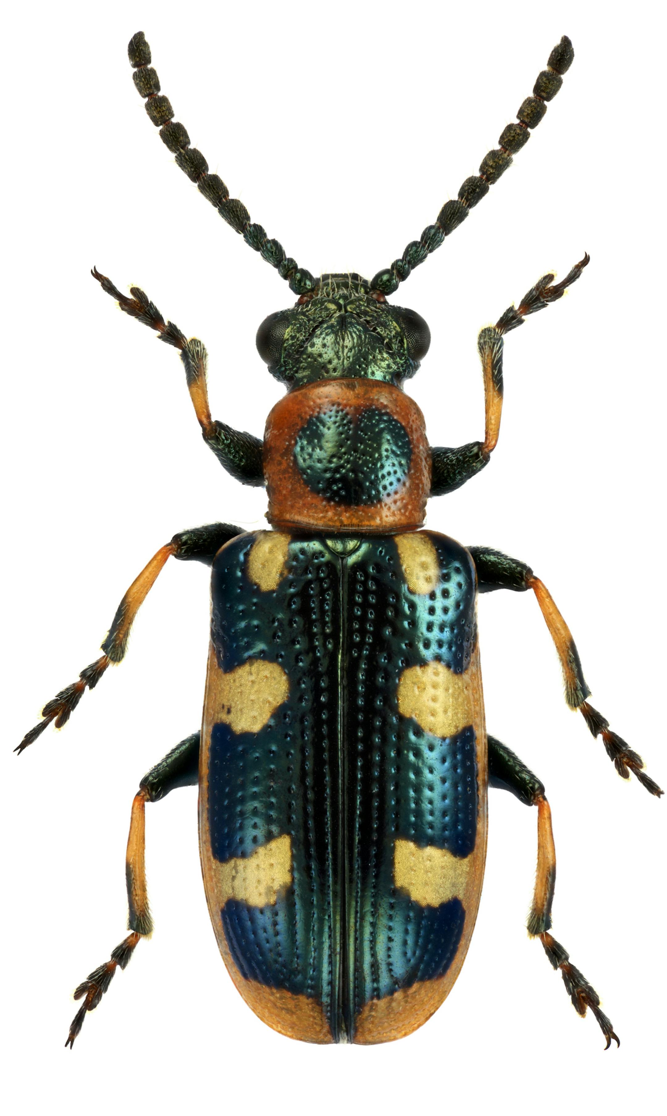 Common asparagus beetle, Crioceris asparagi, isolated on white background