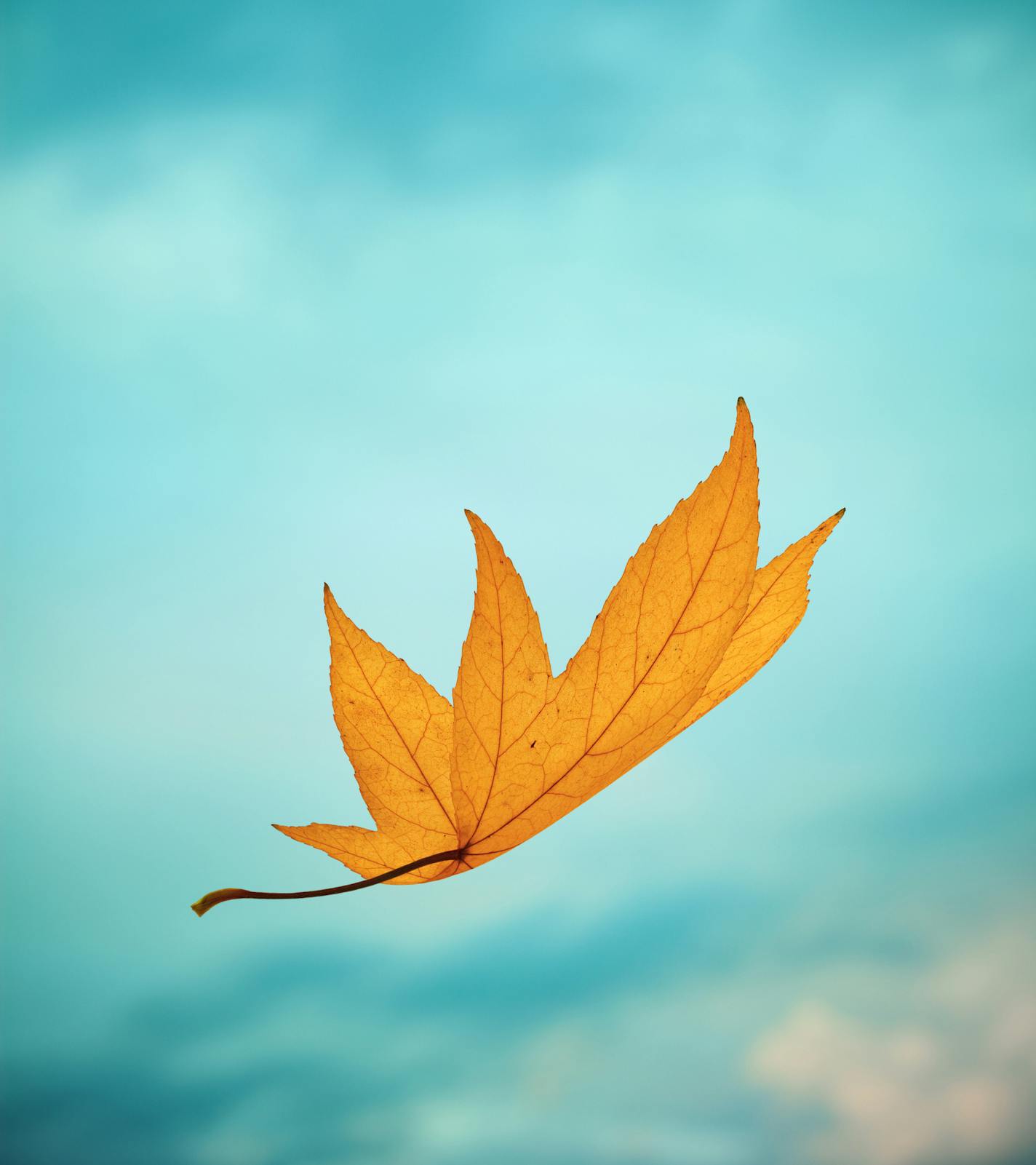 Single falling autumn leaf on a bad weather day.