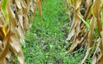 Cover crops, above, like rye grass and radish, are typically grown for the benefit of the soil and environment more so than a farmer&#x2019;s wallet.