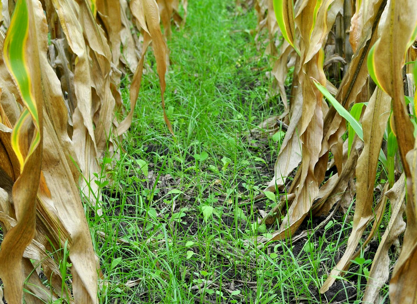 Cover crops, above, like rye grass and radish, are typically grown for the benefit of the soil and environment more so than a farmer&#x2019;s wallet.