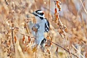 Photo by Darlene Herbster— one time use only with Val's column. A downy woodpecker pecks into a goldenrod gall.