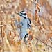 Photo by Darlene Herbster— one time use only with Val's column. A downy woodpecker pecks into a goldenrod gall.