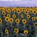 A field of sunflowers near Horishni Plavni, Ukraine, is shown in 2019. MUST CREDIT: Bloomberg photo by Evgeniy Maloletka