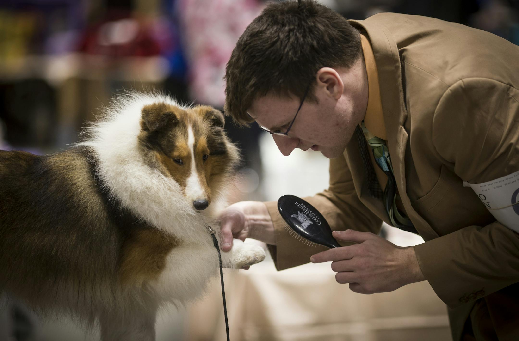 Jerry Sulewski, of Green Bay, brushed his shetland sheepdog Lucy's paws before showing her on the first day of the the annual Land O'Lakes Kennel Club Dog Show on Friday, January 8, 2015, at the RiverCentre in St. Paul , Minn. ] RENEE JONES SCHNEIDER &#x2022; reneejones@startribune.com