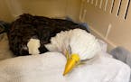 One of the sick bald eagles under care at the University of Minnesota Raptor Center.
