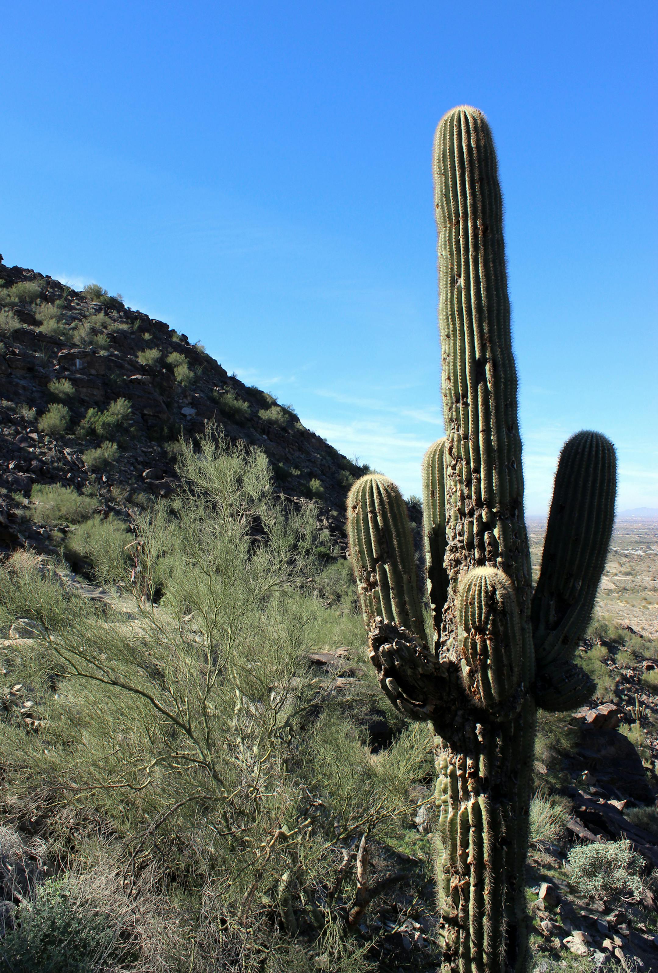 PhoenixTR020914 - photo credit, Harold Skjelbostad, Special to the Star Tribune Massive saguaros are a staple of the Sonoran Desert, which gets more rain than much of the Phoenix area.