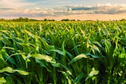 Corn and soybean farmers have caught up in planting thanks to the weather last week. (iStockphoto.com)