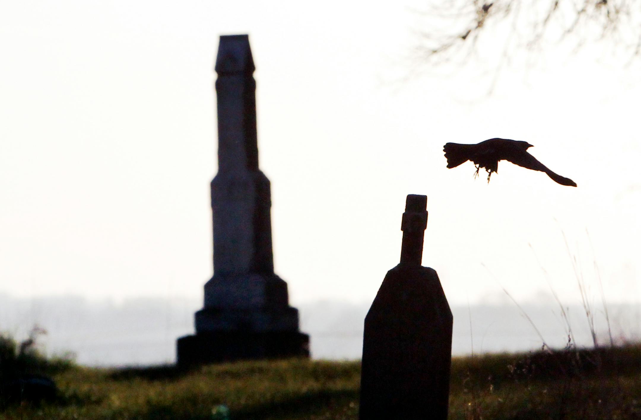 A blackbird takes flight in the First Presbyterian cemetery near Little Crow's grave.