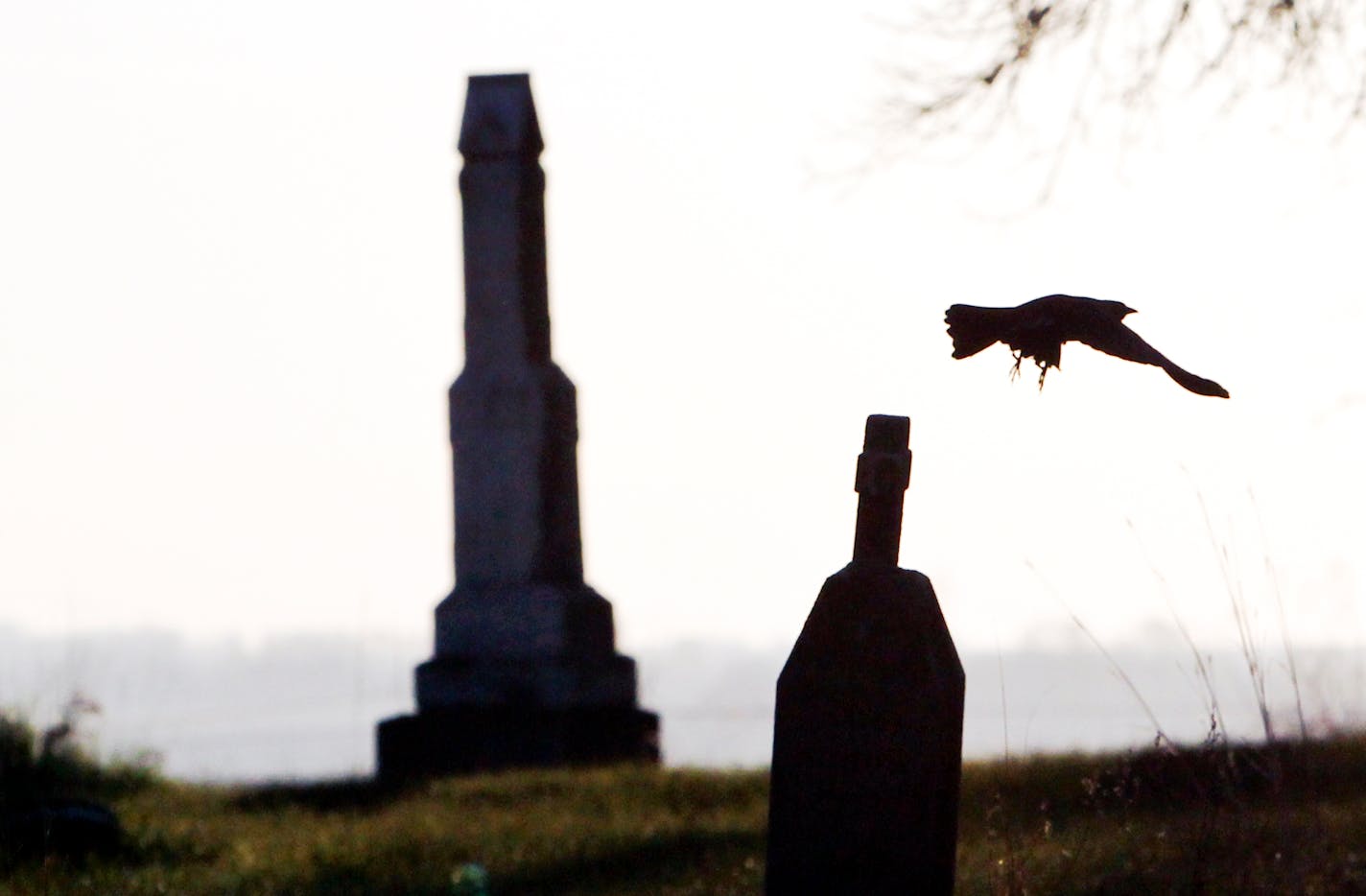 A blackbird takes flight in the First Presbyterian cemetery near Little Crow's grave.