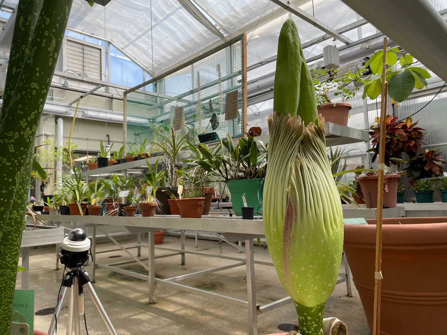 Stinky corpse flower set to bloom at Gustavus Adolphus College - Vimarsana News