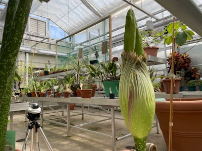 A corpse plant at Gustavus Adolphus College in St. Peter is set to bloom within a few days, professors at the college said June 12, 2024.
